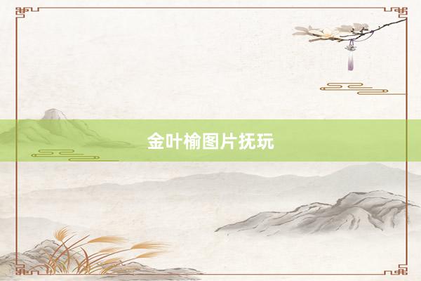 金叶榆图片抚玩